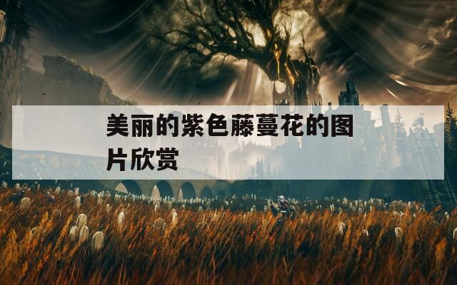 美麗的紫色藤蔓花的圖片欣賞